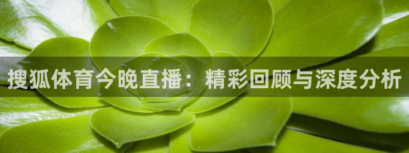 搜狐体育今晚直播：精彩回顾与深度分析